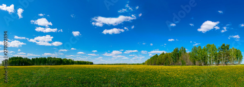 A field of dandelions in the spring. Panorama of a field of dandelions. Forest panorama. Yellow flowers. Spring.