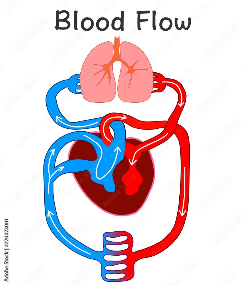 Blood flow. Heart anatomy formation . Human circulation system. Biology ... Biology Diagrams