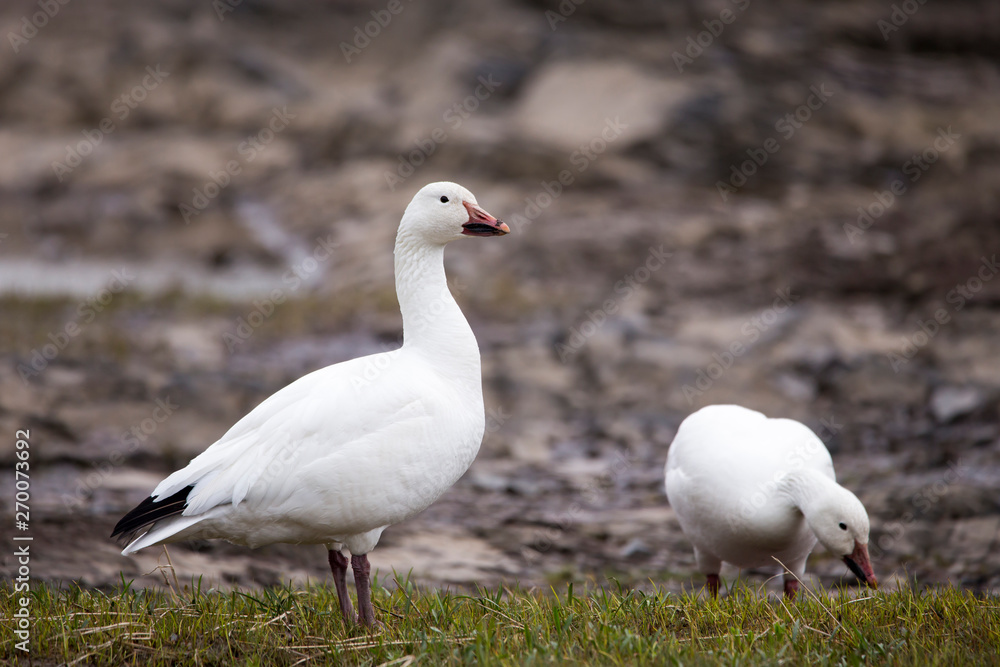 White-morph snow goose standing proudly with muddy beak next to other bird foraging on the north shore of the St. Lawrence River during the spring migration, Quebec City, Quebec, Canada White-morph snow goose standing proudly with muddy beak next to other bird foraging on the north shore of the St. Lawrence River during the spring migration, Quebec City, Quebec, Canada