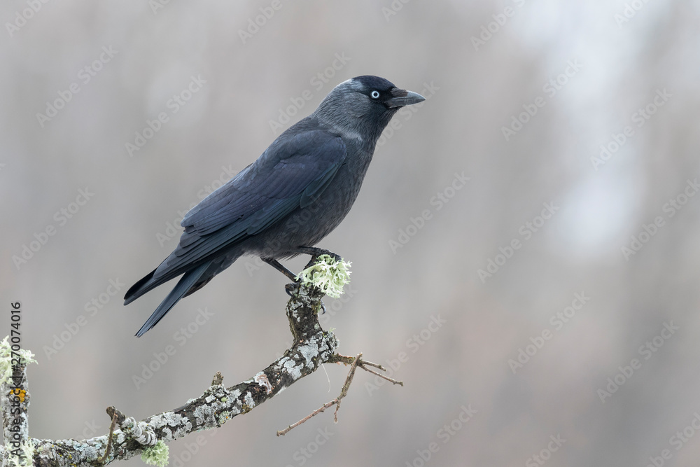 Western Jackdaw, ( Corvus monedula ) , perched on a tree branch. Spain Western Jackdaw, ( Corvus monedula ) , perched on a tree branch. Spain