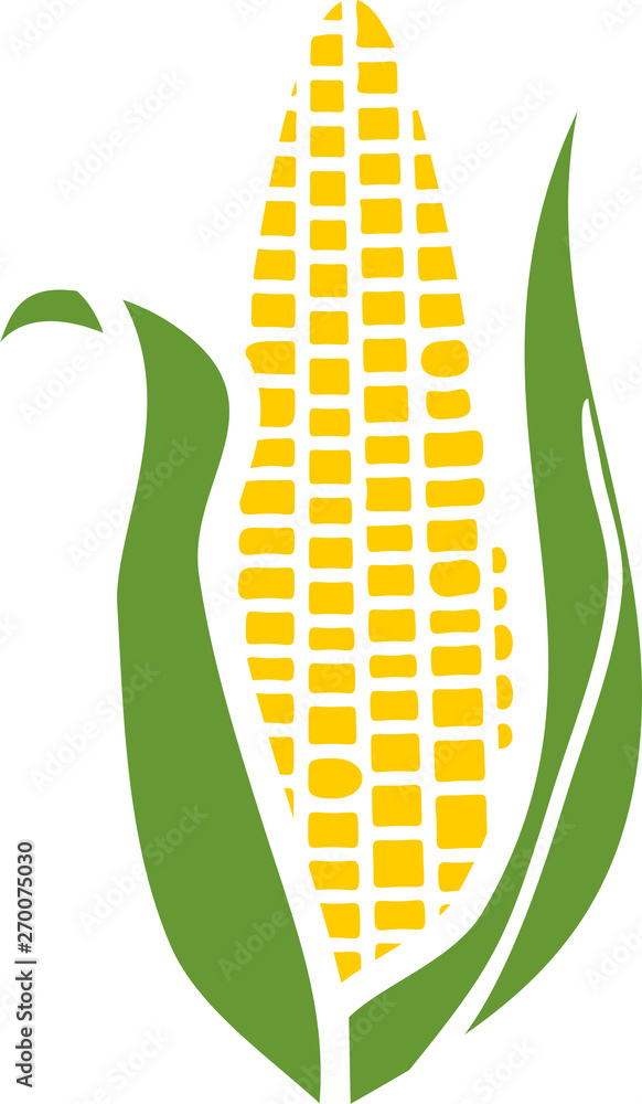 Ripe yellow corn ear with green husk isolated on white background Ripe yellow corn ear with green husk isolated on white background