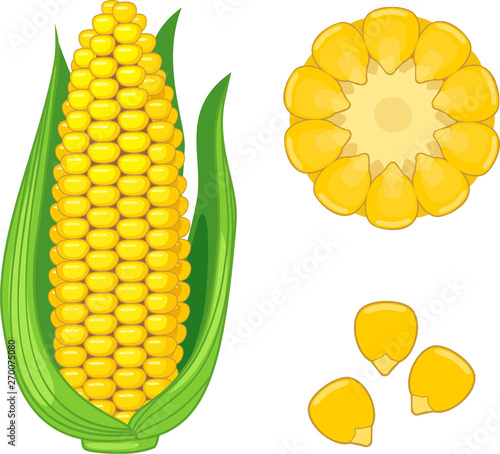 Ripe yellow corn ear with green husk isolated on white background