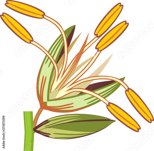 Male flowers of corn isolated on white background