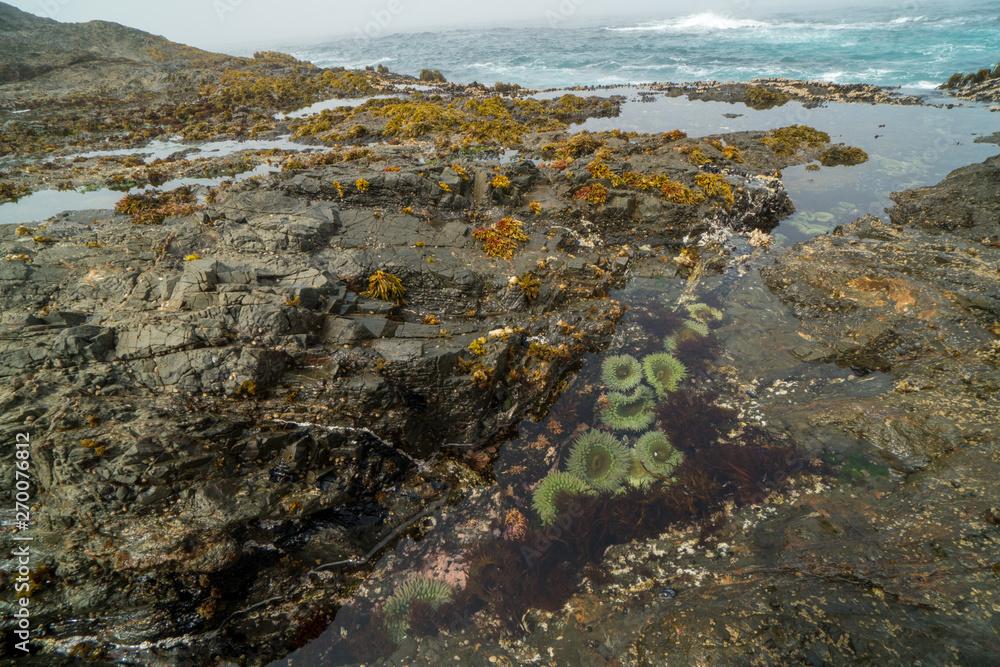 Tide pools on low tide . Tide pools on low tide .