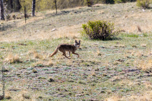 Colorado Rocky Mountain Coyote