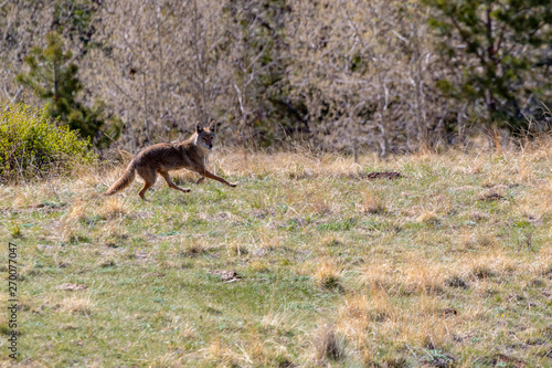 Colorado Rocky Mountain Coyote