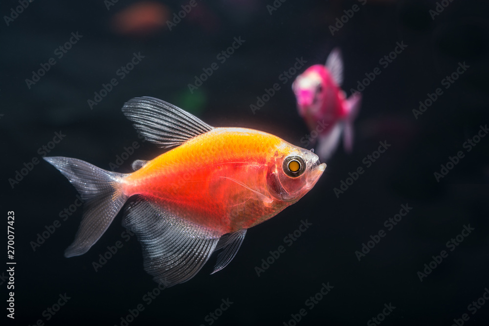 Aquarium fish. Black tetra. Gymnocorymbus ternetzi. Bright glowing colors. Animals. Dark background.