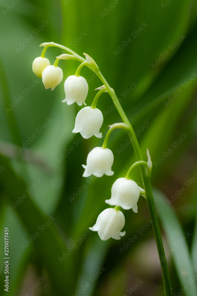 Lily of the valley flower in spring forest Lily of the valley flower in spring forest