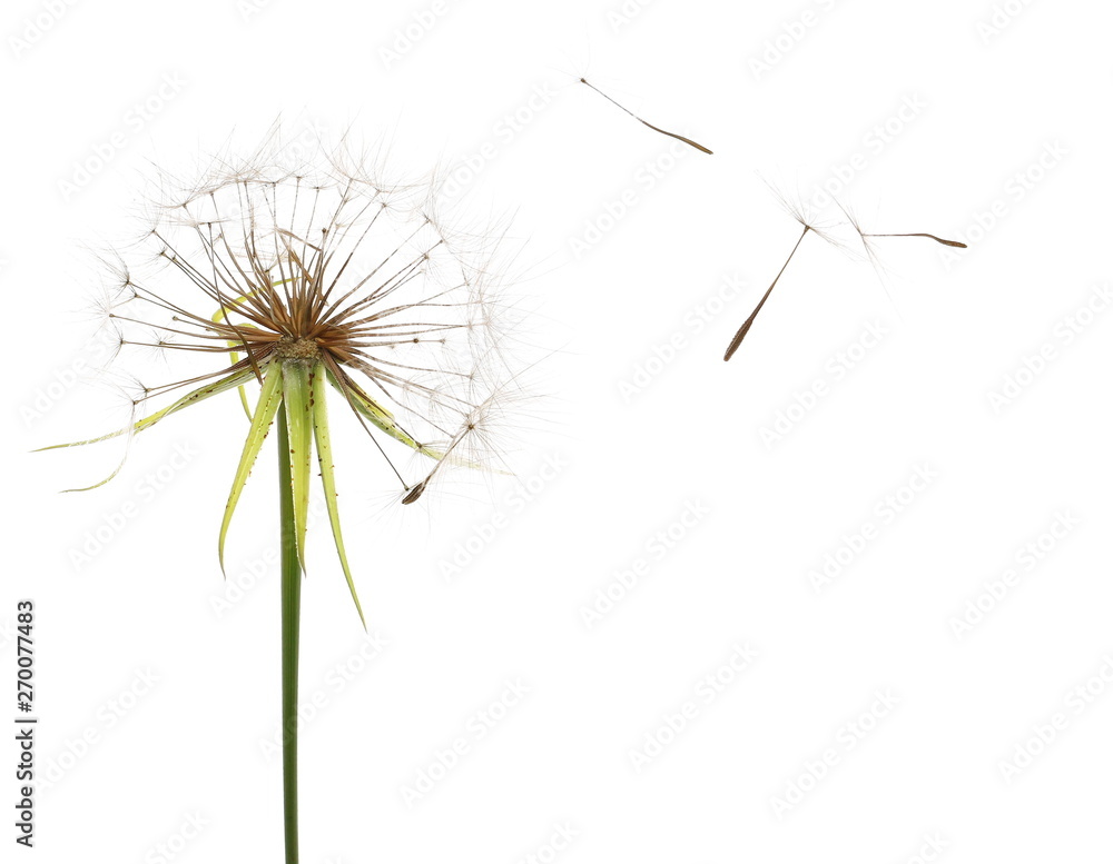 Dandelion spores blowing isolated in white Dandelion spores blowing isolated in white