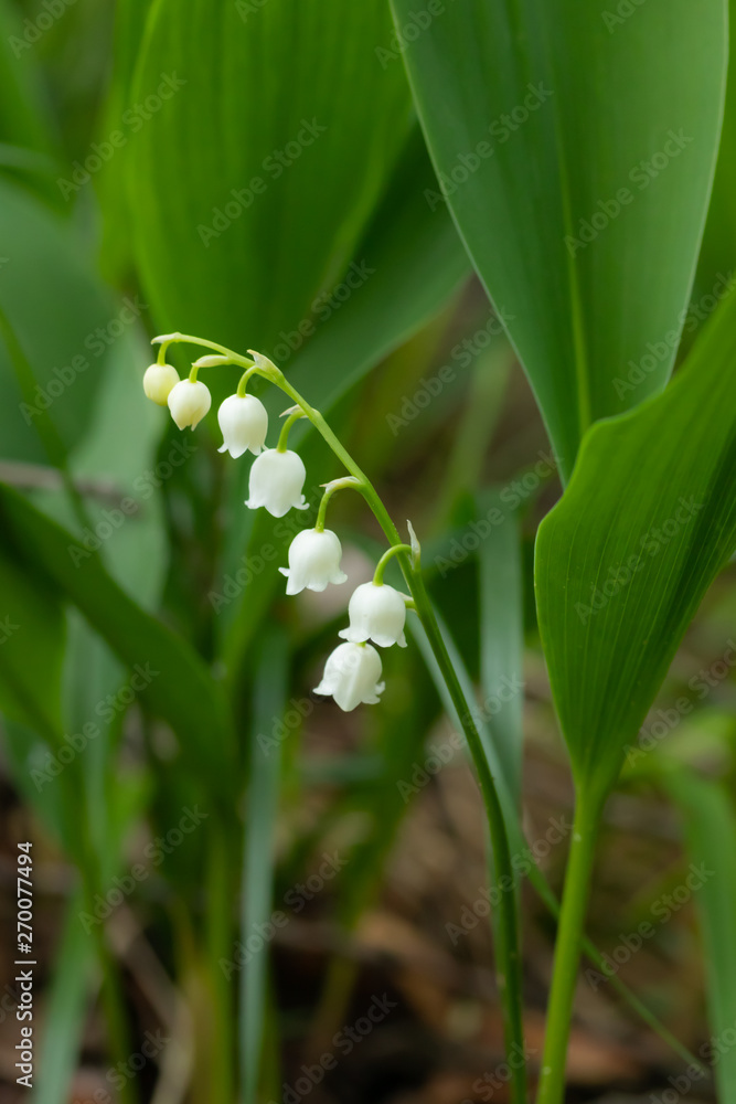 Fototapeta premium Lily of the valley flower in spring forest