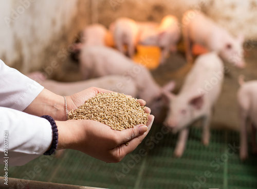 Fotografía Farmer giving granules to pigs