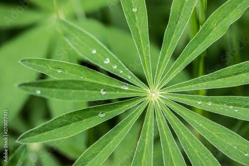 Water drops on lupine leaves after rain