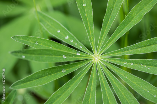 Water drops on lupine leaves after rain