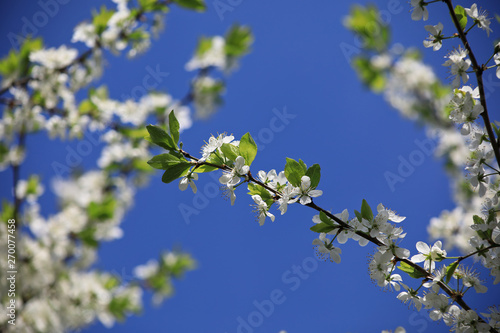 Bloom of a cherry tree in spring