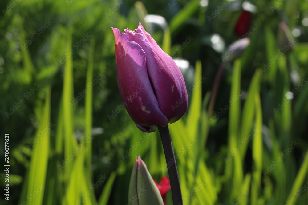 Impeccably designed and maintained Kensington Palace Gardens in the centre of London. Spring. Colorful flowers Impeccably designed and maintained Kensington Palace Gardens in the centre of London. Spring. Colorful flowers