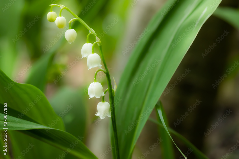 Lily of the valley flower in spring forest Lily of the valley flower in spring forest