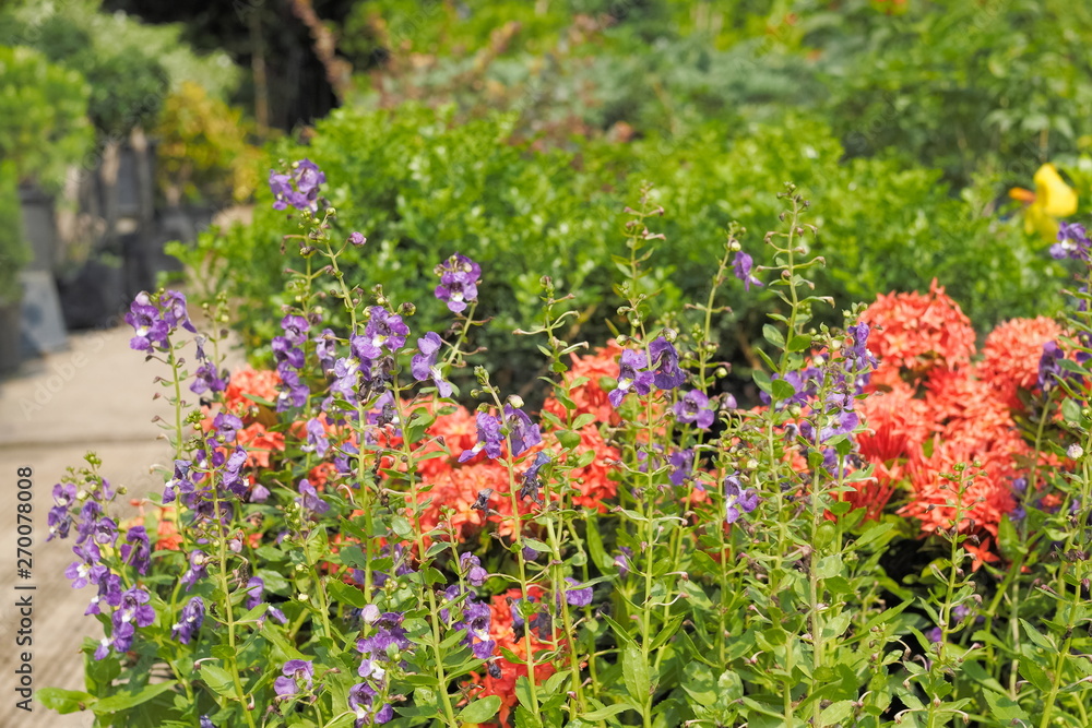 Fototapeta premium Soft focus Spring blue or purple color forget me nots flowers or Scorpion grasses (Myosotis arvensis) on tree with green nature blurred background.
