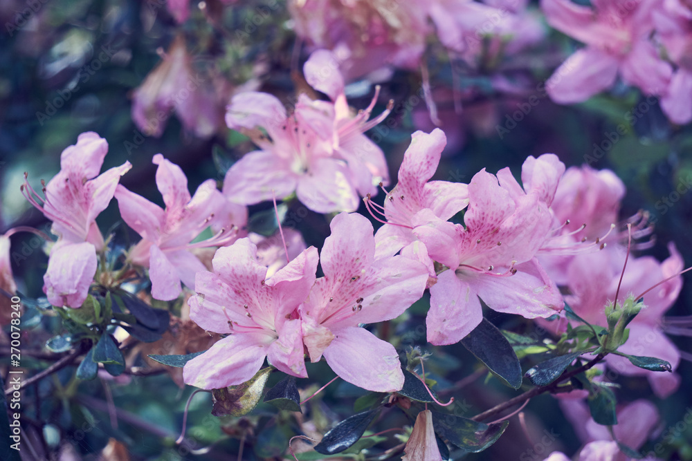 Obraz premium Belles fleurs azalées .