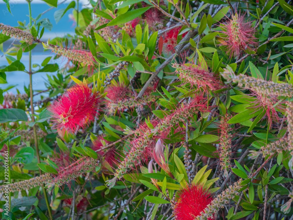 Melaleuca citrina lemon bottlebrush crimson in Greek Island Melaleuca citrina lemon bottlebrush crimson in Greek Island