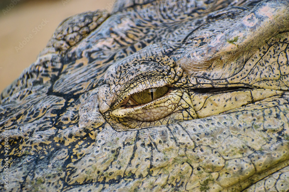 Obraz premium Nile crocodile (Crocodylus niloticus) eye detail