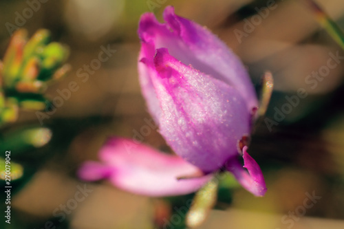 wineberry (Empetrum nigrum) purple flower photo