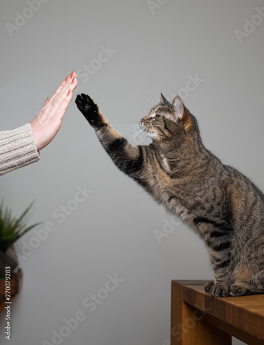 tabby domestic shorthair cat standing on dining table raising paw giving a high five to human owner indoors photo