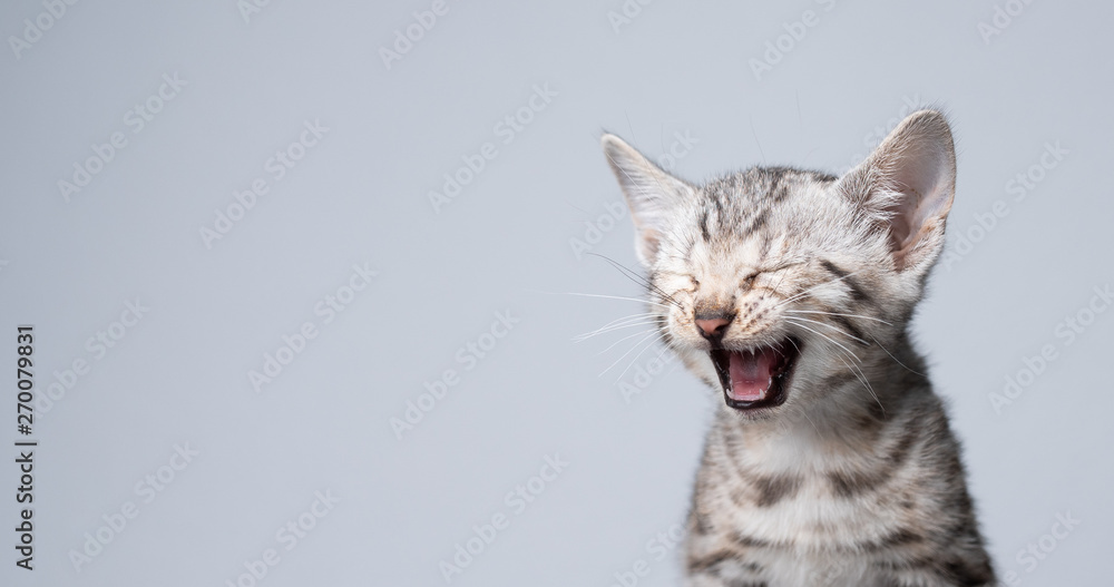 studio shot of 8 week old black silver tabby rosetted bengal kitten meowing in front of white background - obrazy, fototapety, plakaty 