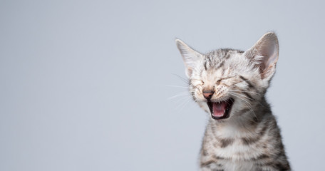 studio shot of 8 week old black silver tabby rosetted bengal kitten meowing in front of white background