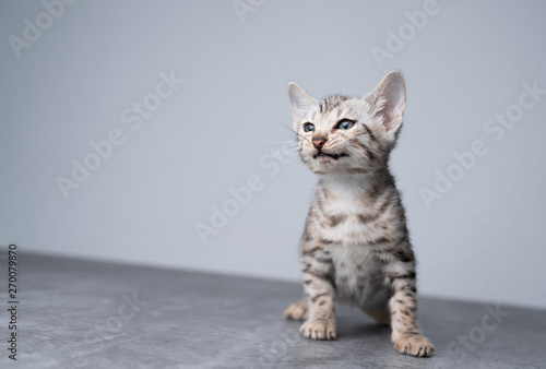 curious 8 week old black silver tabby rosetted bengal kitten standing on concrete floor in front of white brick wall looking to the side