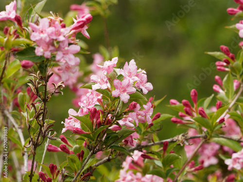 Inflorescence du weigélia (Weigela florida) couvert de fleurs et de boutons rose sur des branches arquées au feuillage vert au printemps