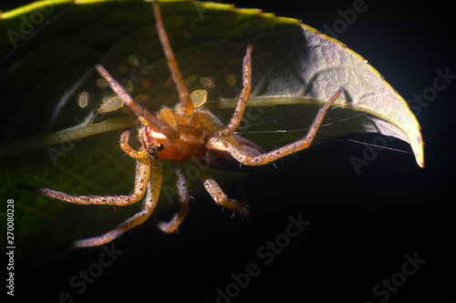 Wolf spider (Lycosidae) on green leaf photo