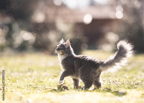 side view of a playful blue tabby maine coon kitten standing in the sunny back yard looking up