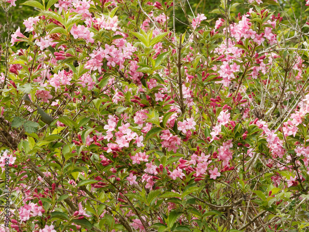 Inflorescence du weigélia (Weigela florida) couvert de fleurs et de boutons rose sur des branches arquées au feuillage vert au printemps