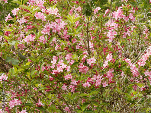 Inflorescence du weig  lia  Weigela florida  couvert de fleurs et de boutons rose sur des branches arqu  es au feuillage vert au printemps