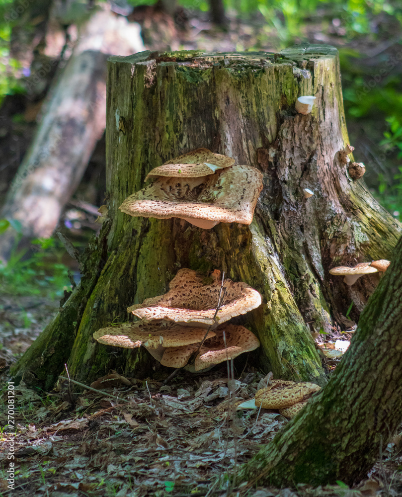 Fototapeta premium Moss and Fungus on a tree stump
