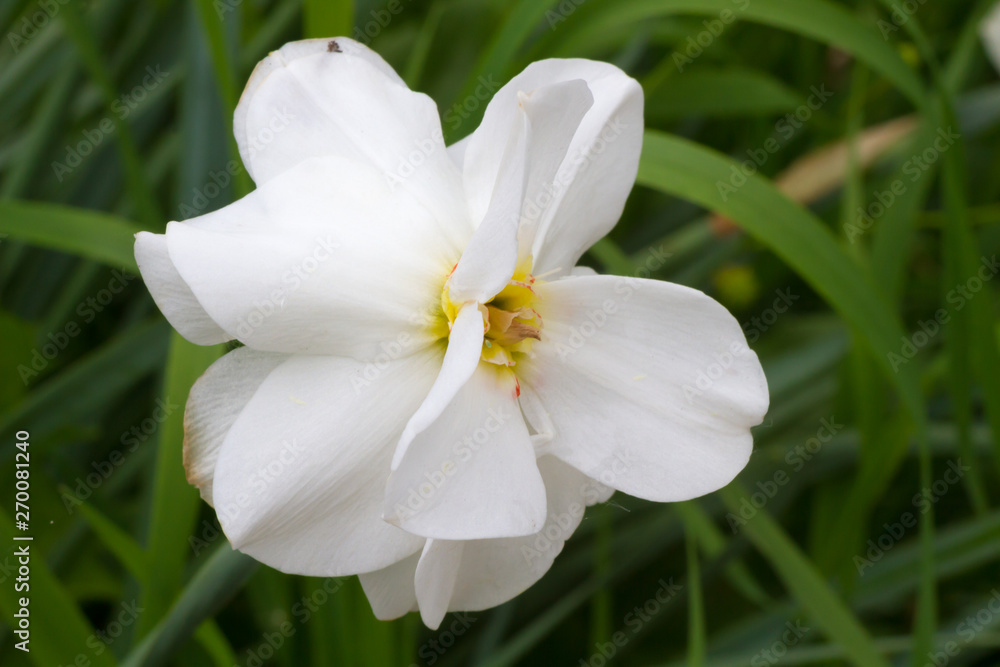 White daffodil in spring sunny garden White daffodil in spring sunny garden