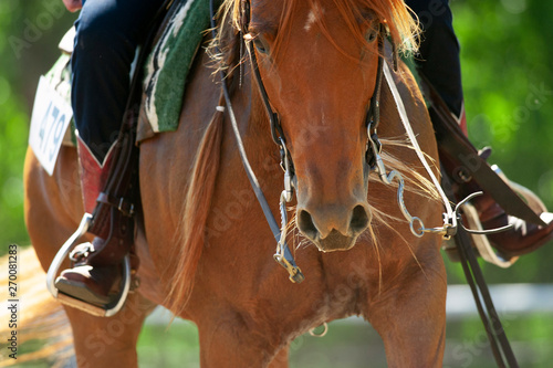 chestnut quarter horse closeup