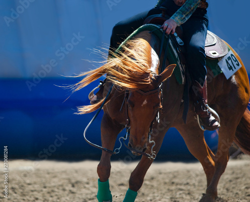 chestnut quarter horse closeup under the saddle in backlight