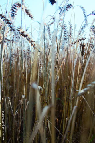 Wheat fields in Europe photo