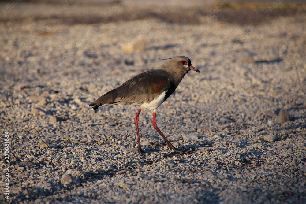 Obraz premium Corucacas