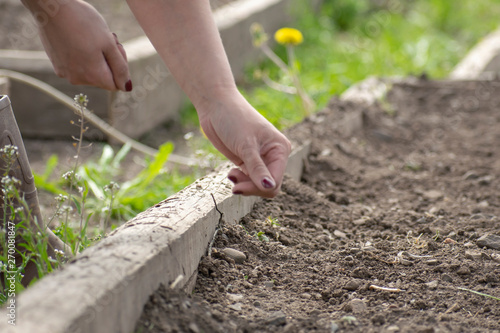 A young girl planted in the ground plant seeds on a farm in the spring.