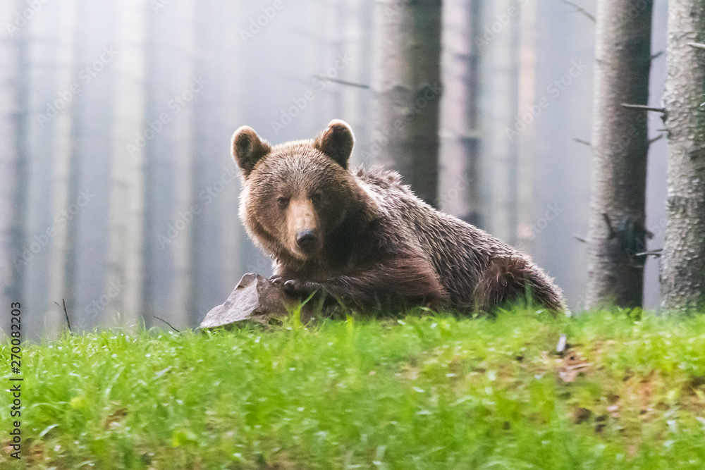 Fototapeta premium Wild Brown Bear (Ursus arctos) . Natural habitat. Slovakia