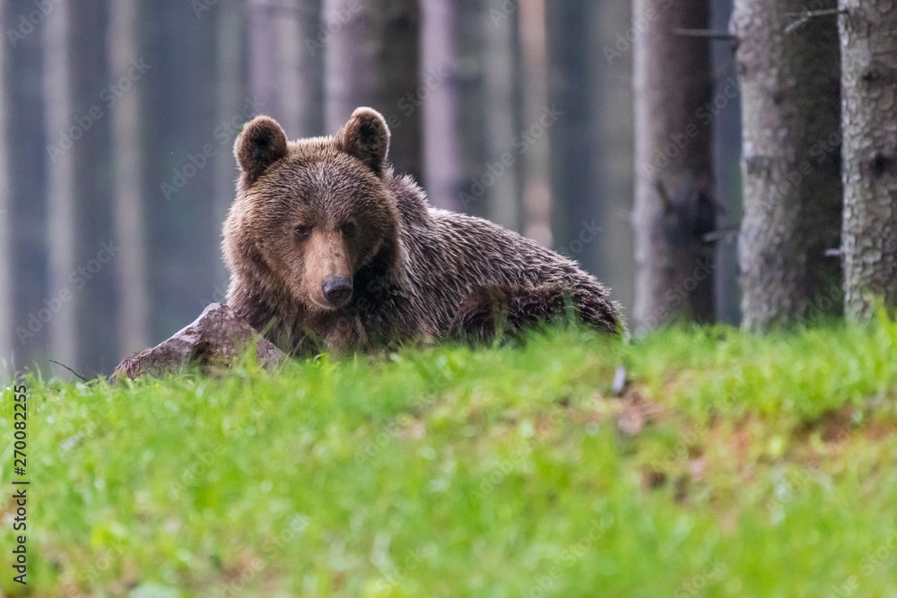 Obraz premium Wild Brown Bear (Ursus arctos) . Natural habitat. Slovakia