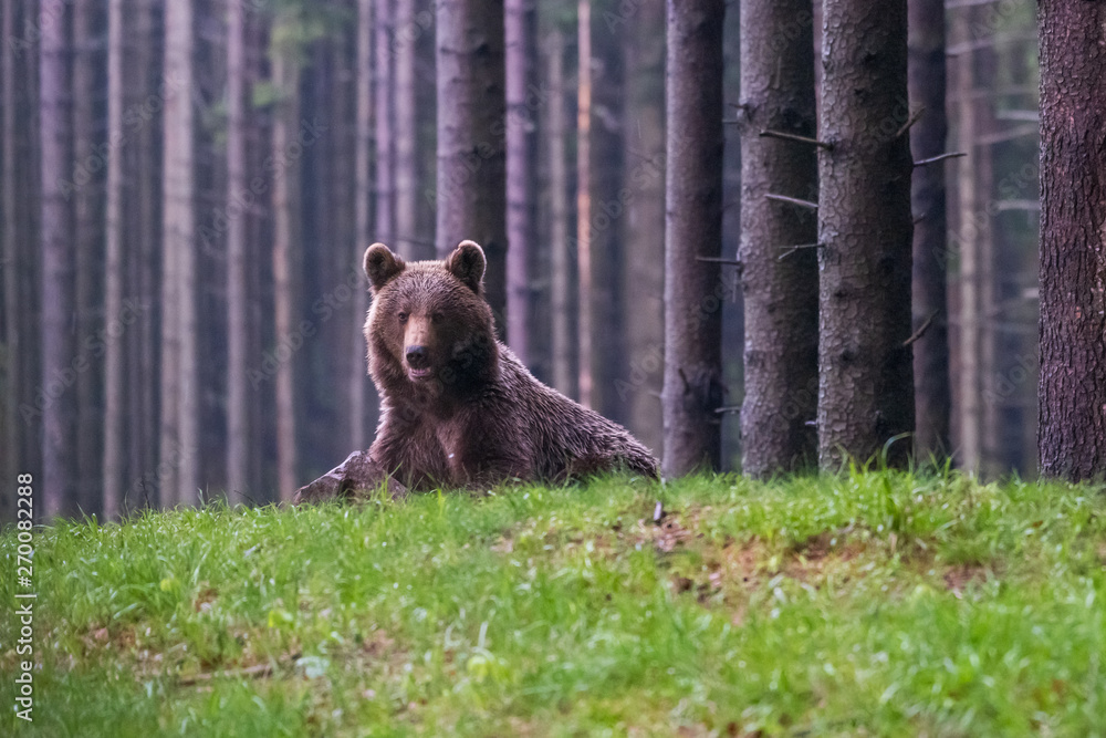 Obraz premium Wild Brown Bear (Ursus arctos) . Natural habitat. Slovakia