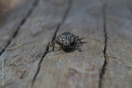 Insect on the wood. Macro shot.