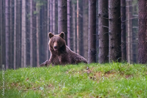 Wild Brown Bear  Ursus arctos  . Natural habitat. Slovakia