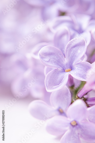 spring flowers with copy space. lilac flowers close up on a white background © Владимир Солдатов