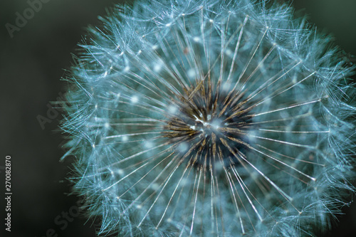 Dandelion flower close-up on the dark background. © J&MDiversity