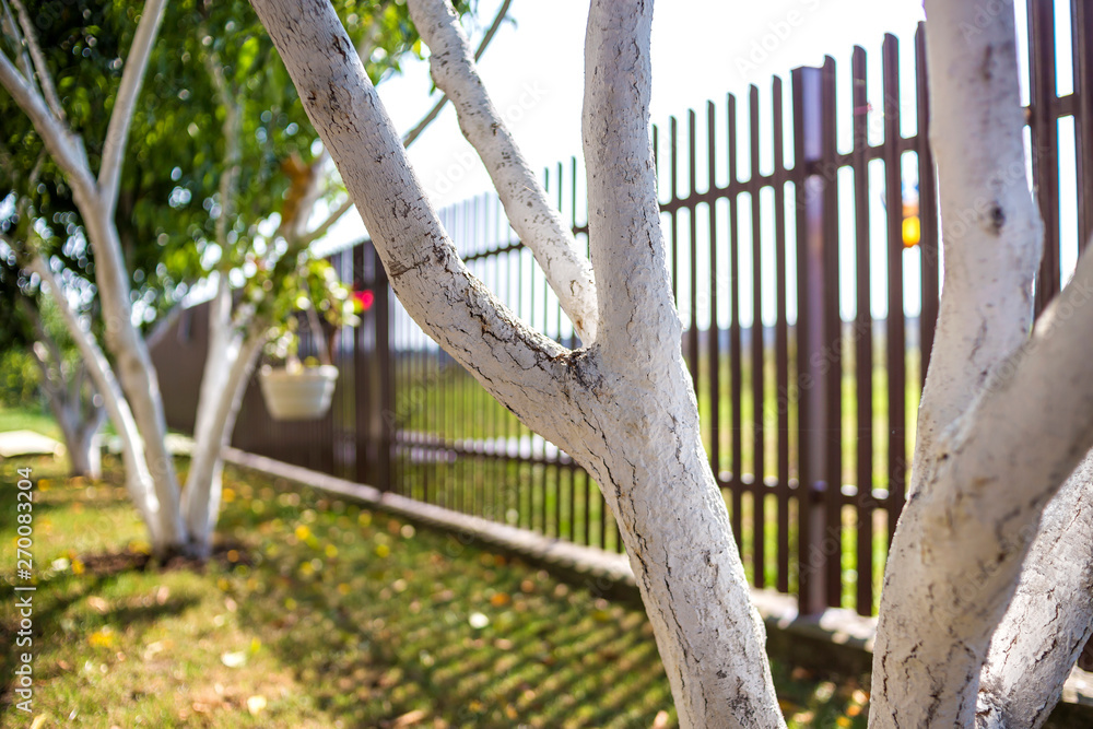 Whitewashed bark of fruit trees growing in sunny orchard garden on blurred green copy space background. Gardening and agriculture, protective procedure concept. Whitewashed bark of fruit trees growing in sunny orchard garden on blurred green copy space background. Gardening and agriculture, protective procedure concept.