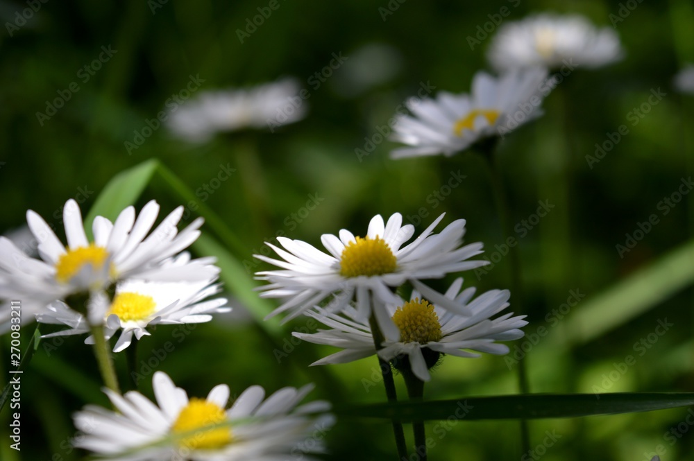 white spring flowers in the grass white spring flowers in the grass